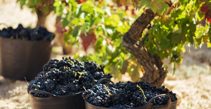El Consejo Regulador de Rioja califica como ‘Buena’ la cosecha 2018