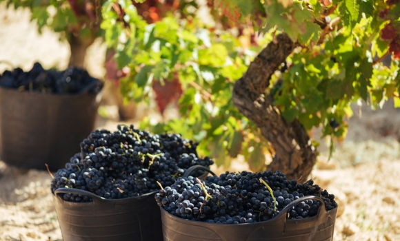El Consejo Regulador de Rioja califica como ‘Buena’ la cosecha 2018