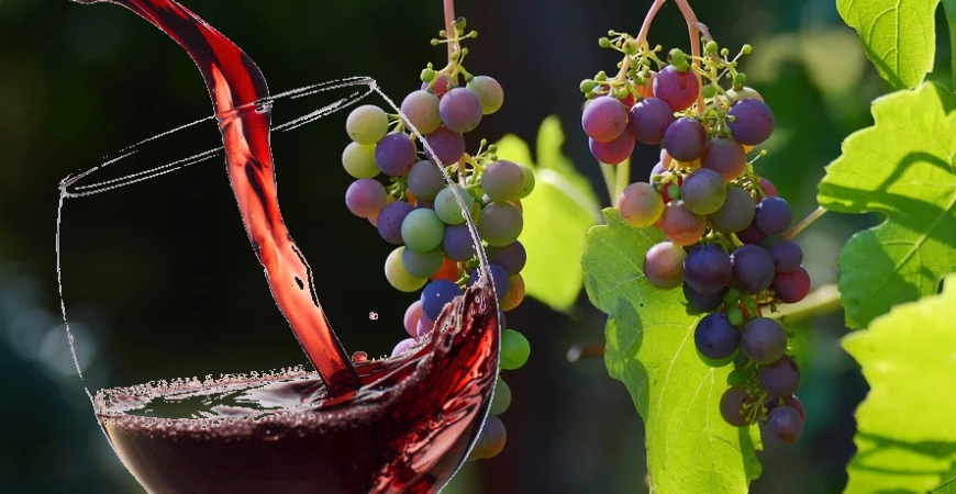 Diferencias entre un vino Denominación de Origen y un Vino de la Tierra