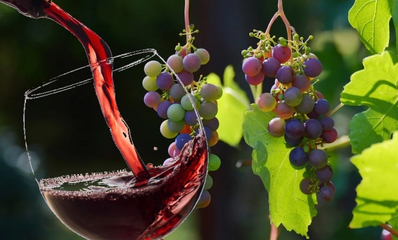 Diferencias entre un vino Denominación de Origen y un Vino de la Tierra