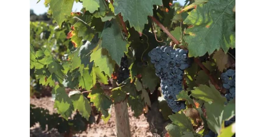 Rioja espera aumentar al 4 por ciento las ventas de vino 'on line'