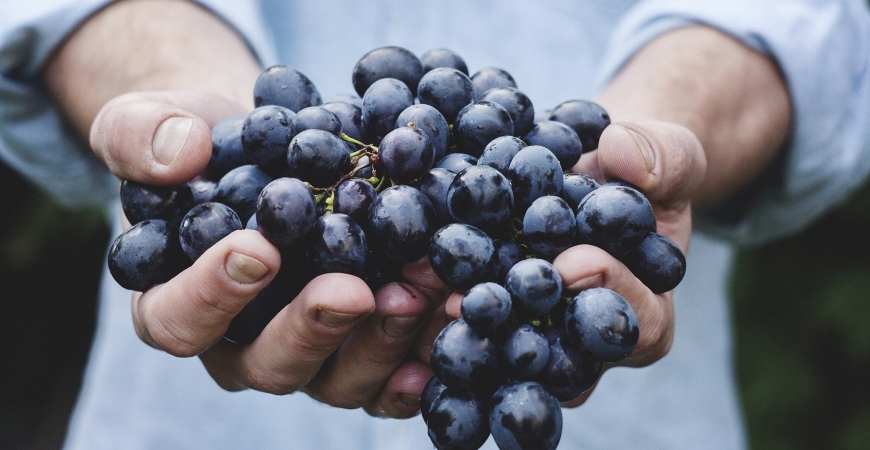 Ya estamos en la vendimia 2020 en La Rioja