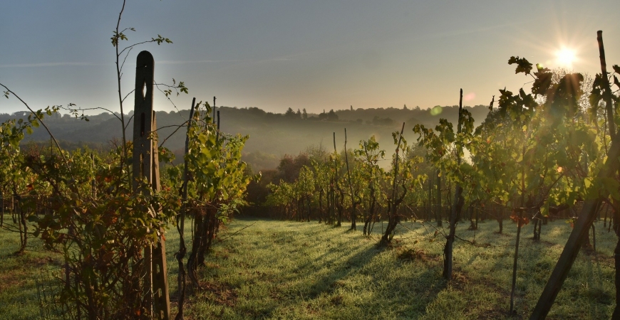 Francia rinde homenaje a la gran calidad de los vinos españoles